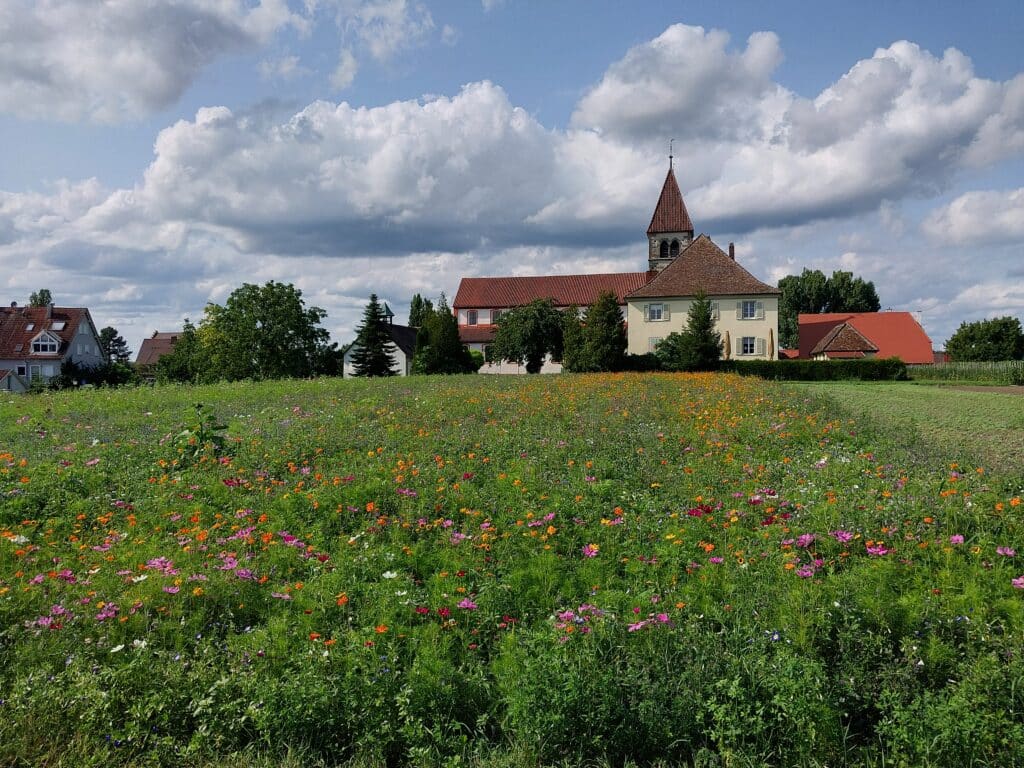 Reichenau-Gemüse eG - Thomas Huber - Blumenwiese