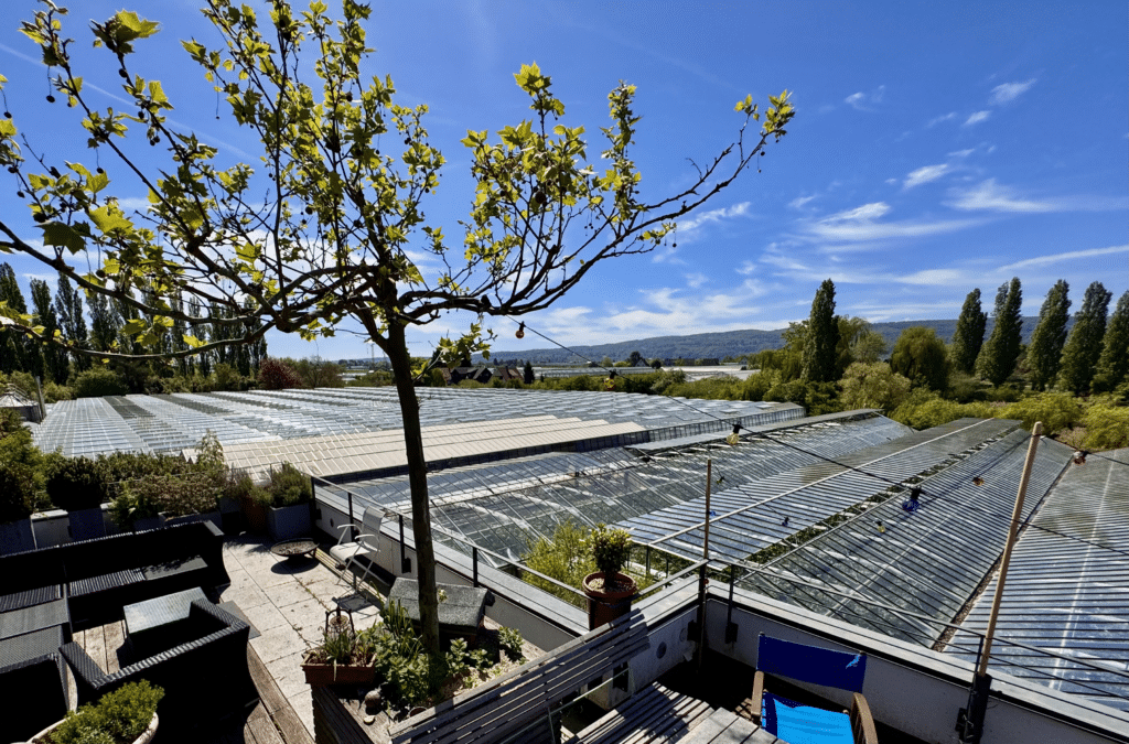 Reichenau-Gemüse eG - Philipp Wurz - Gewächshaus Unterglasanbau