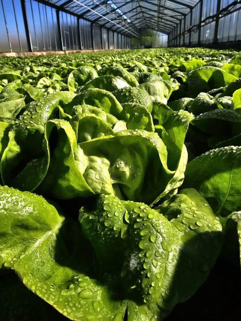 Reichenau-Gemüse eG - Stefanie Wehrle - Salate