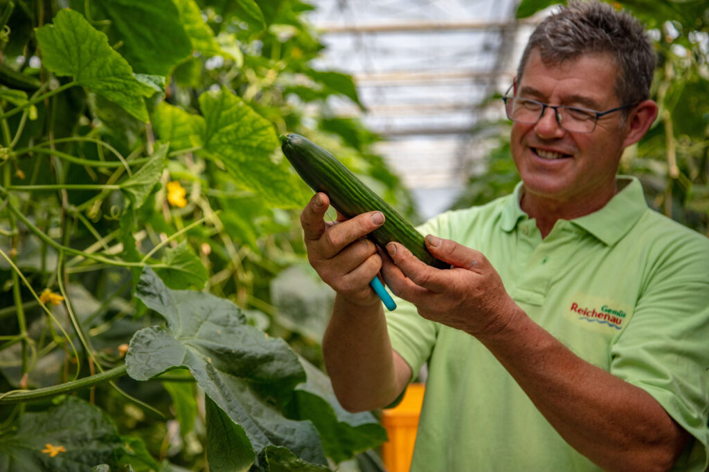 Reichenau-Gemüse eG - Egino Wehrle - Gurken Kontrolle