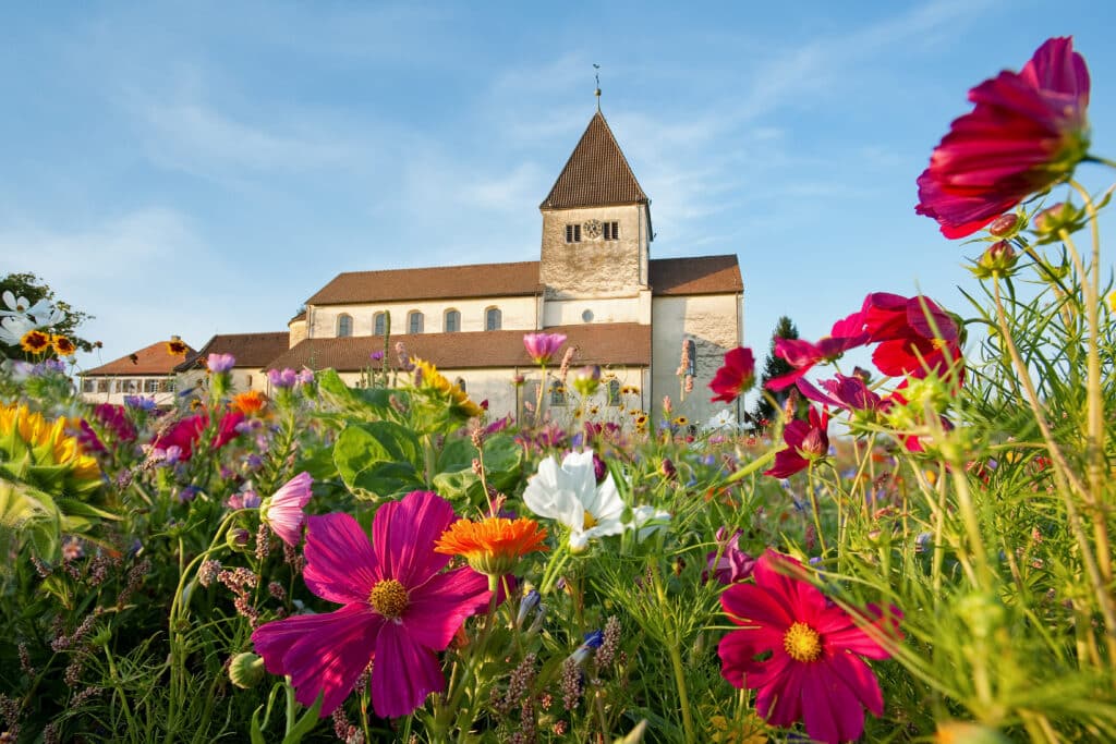 Reichenau-Gemüse eG - Reichenauer Blütensommer, mit Kirche im Hintergrund