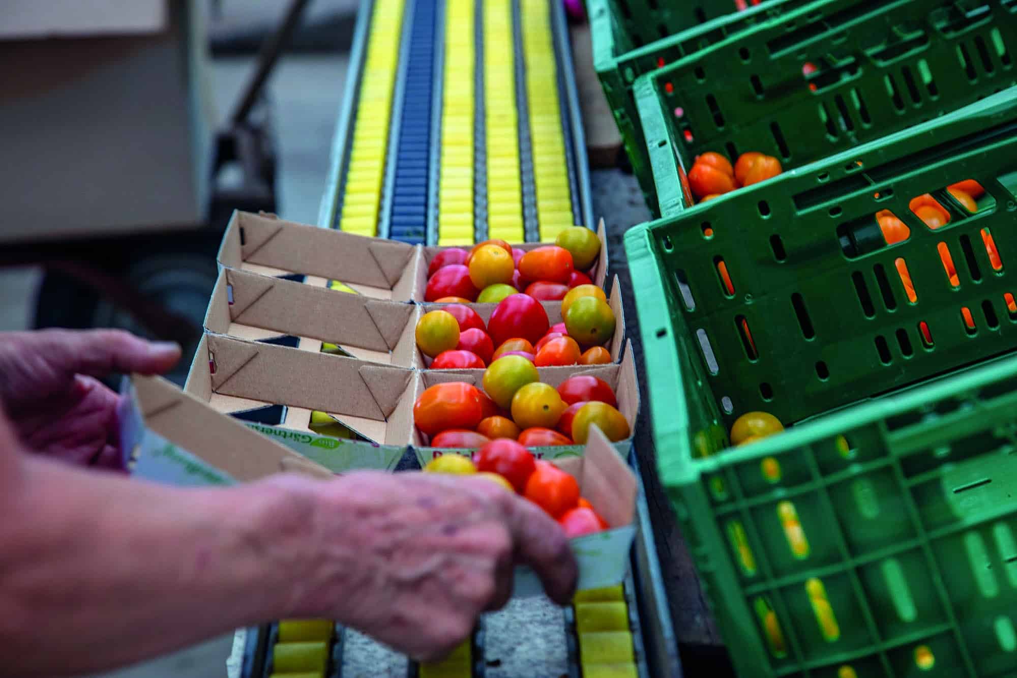 Reichenau-Gemüse eG - Verpackung Tomaten