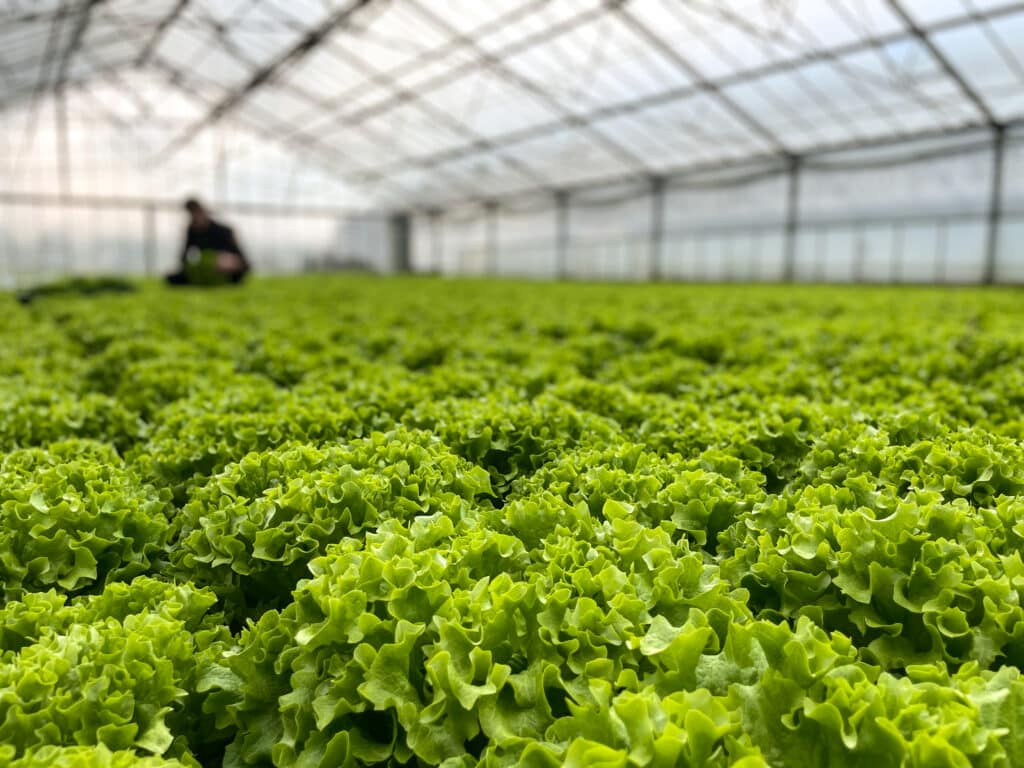 Reichenau-Gemüse eG - Salate im Unterglasanbau