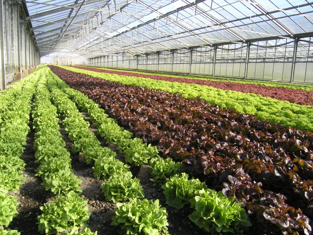 Reichenau-Gemüse eG - Salate im Gewächshaus